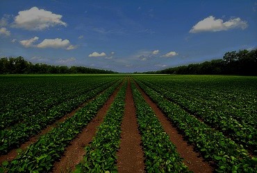 Agriculture